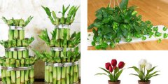 利用花卉植物凈化室內(nèi)環(huán)境應(yīng)注意哪些事項呢？