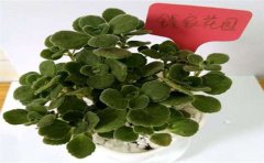 甲醛檢測(cè)處理真的有用嗎？